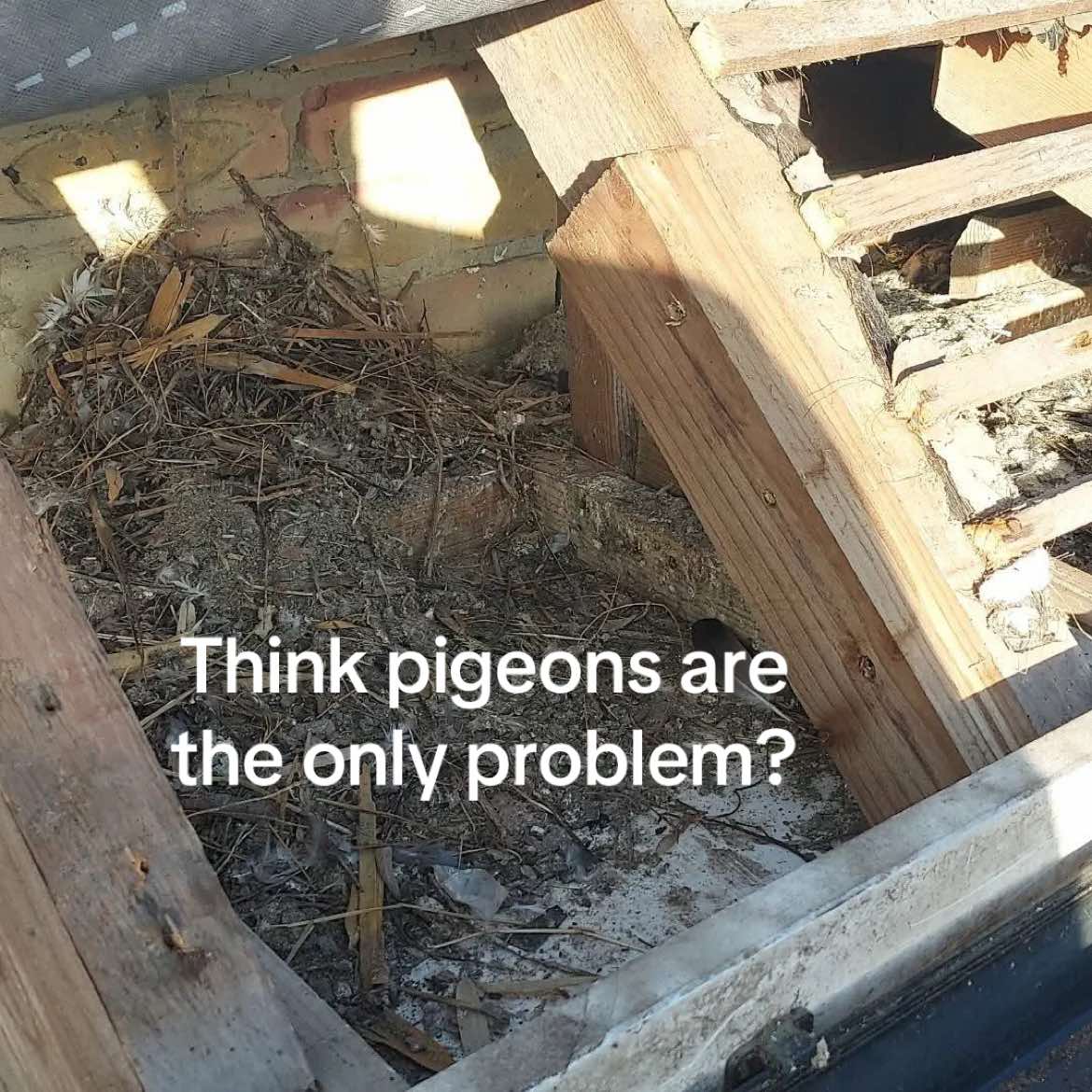 @Imperium Pest Control