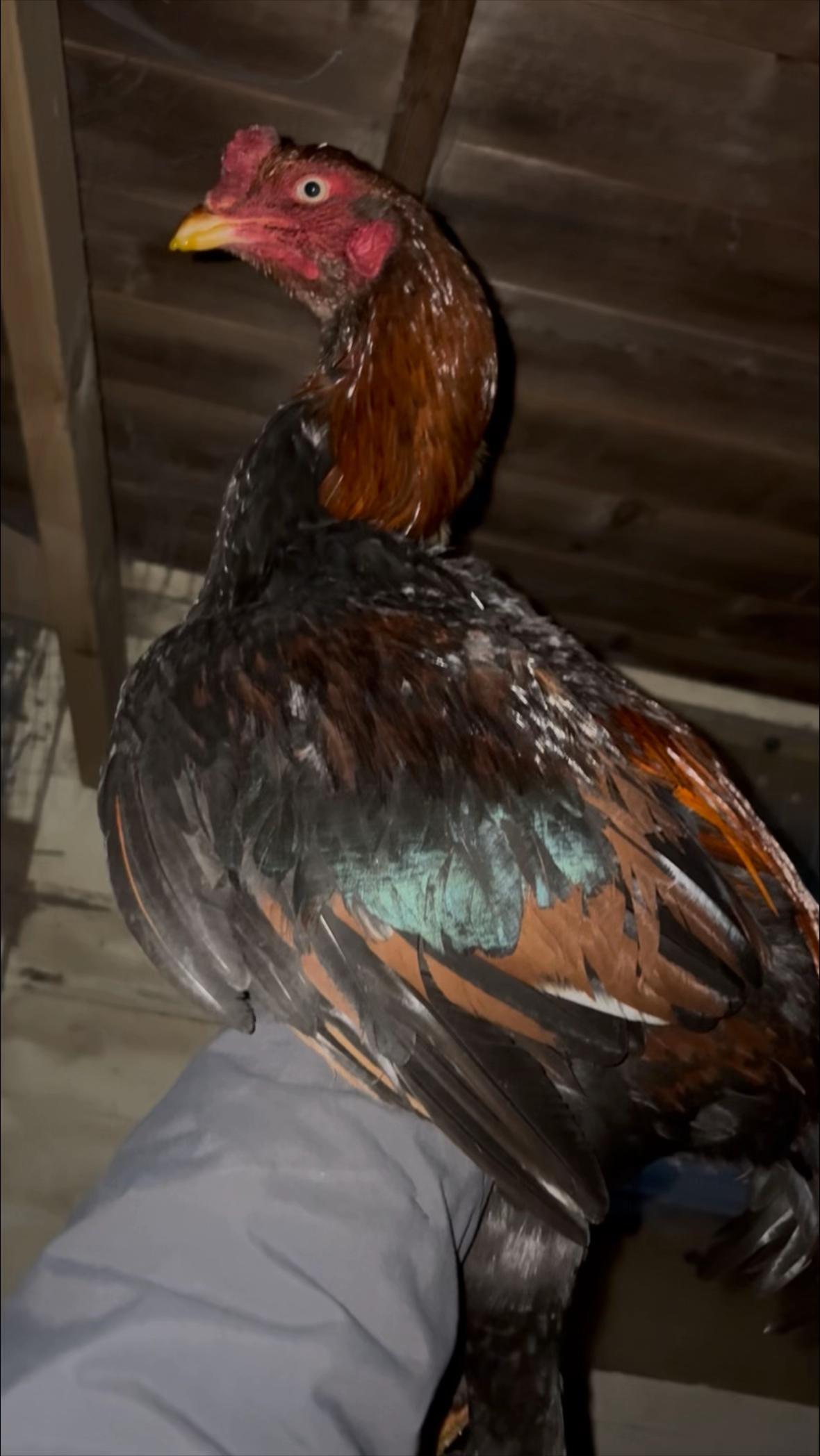 @Game birds