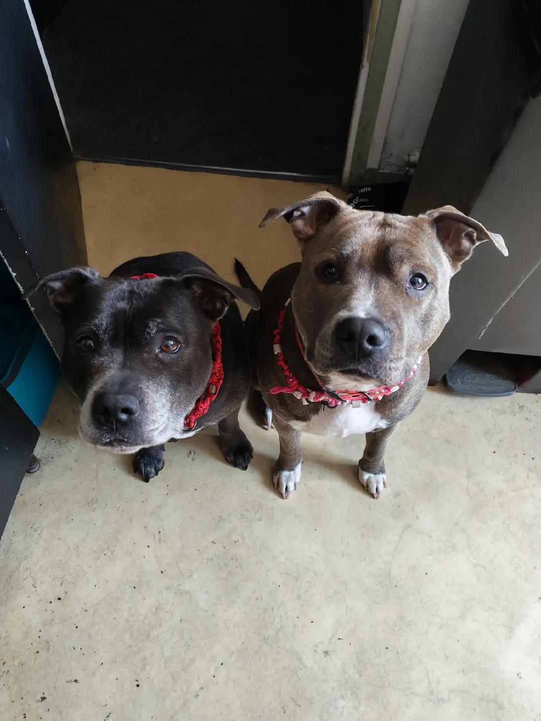 @Saphirlastaffy