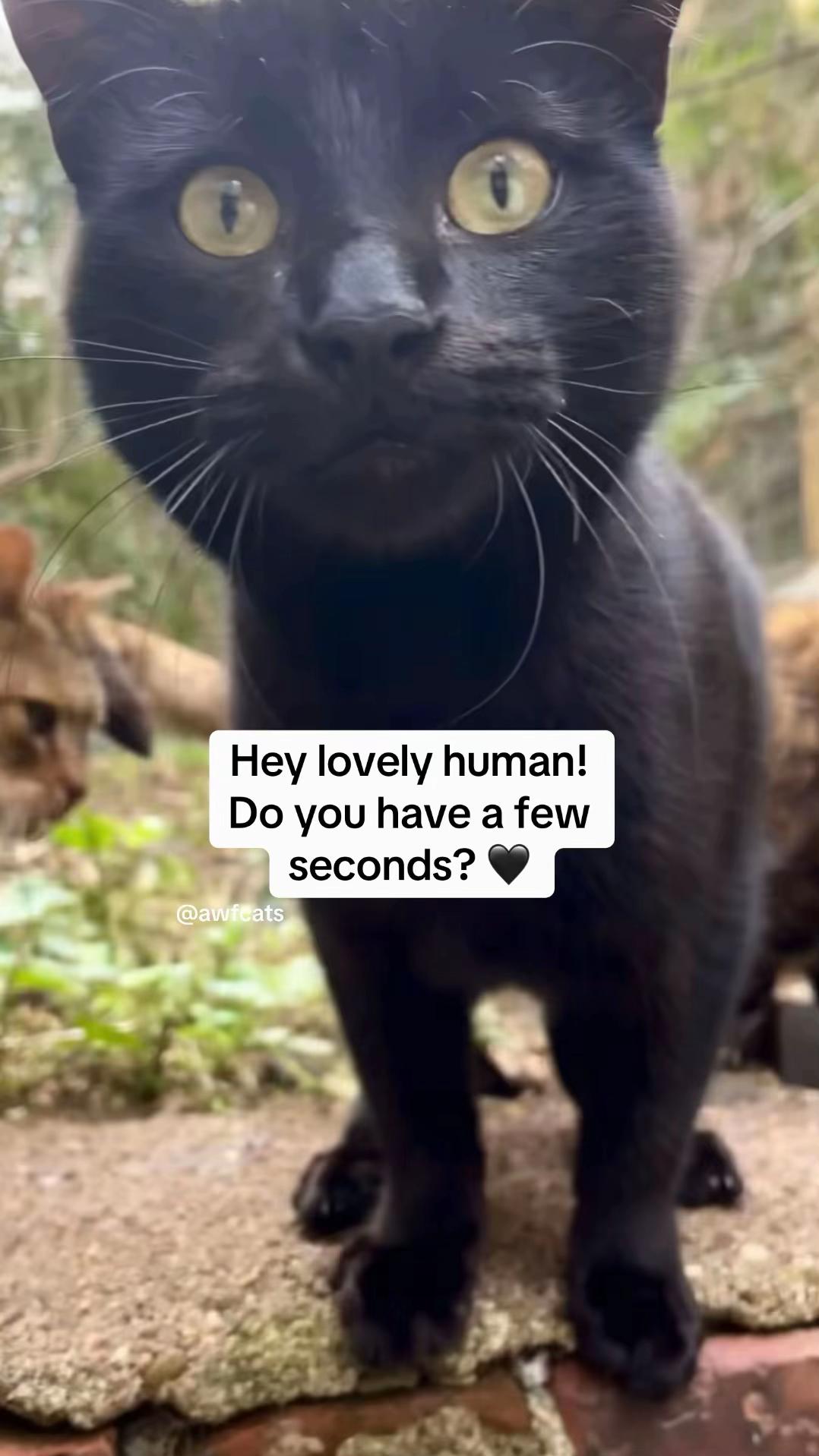@AWF Cats