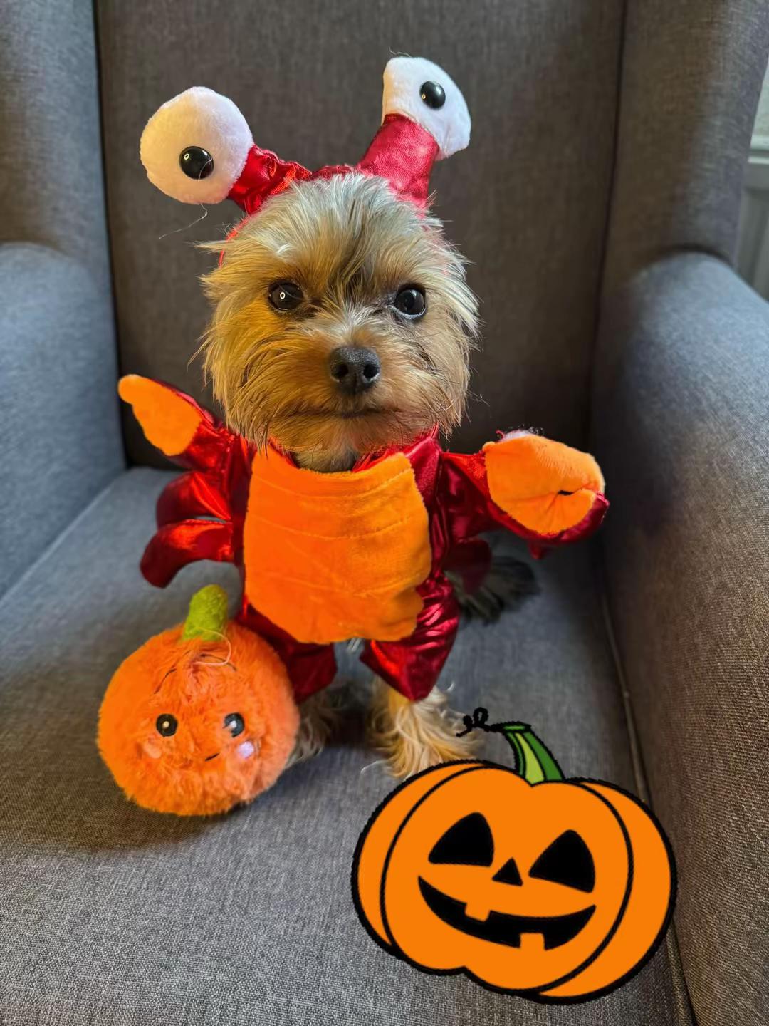 @teddyfromyork