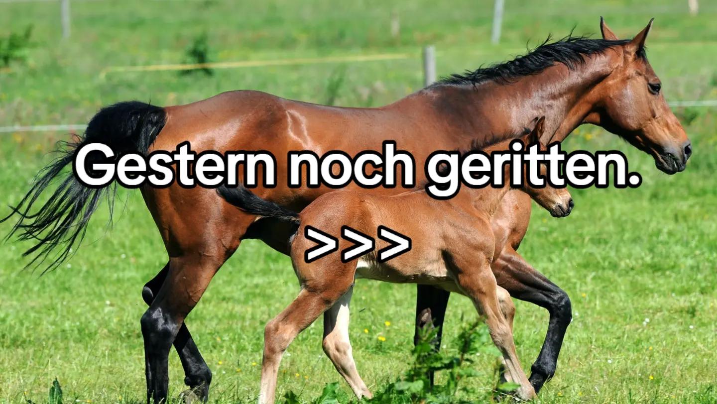 @Die Pupsis