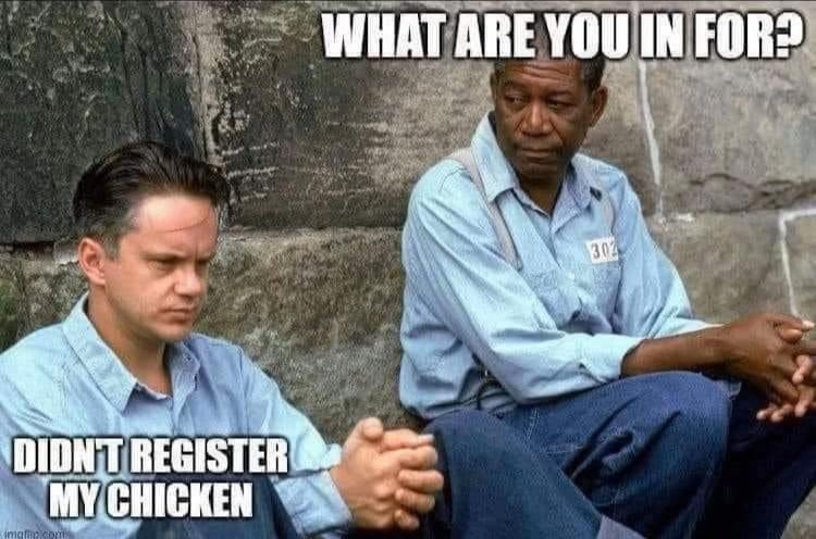 @Kerry and the chickens