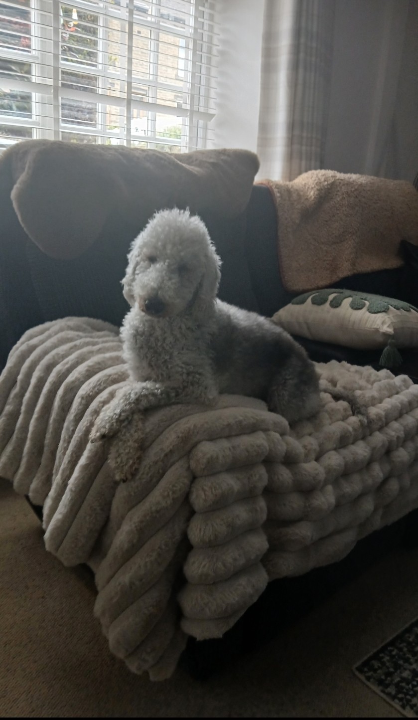 @Bella the beddy pup