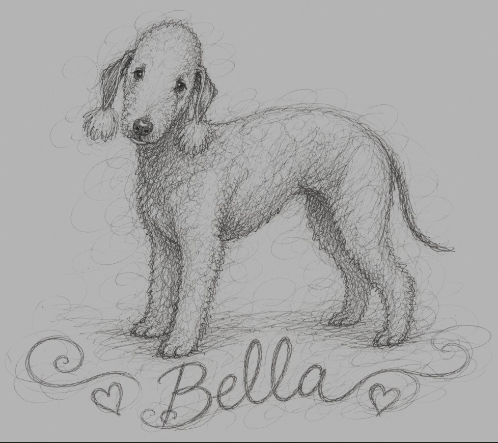 @Bella the beddy pup
