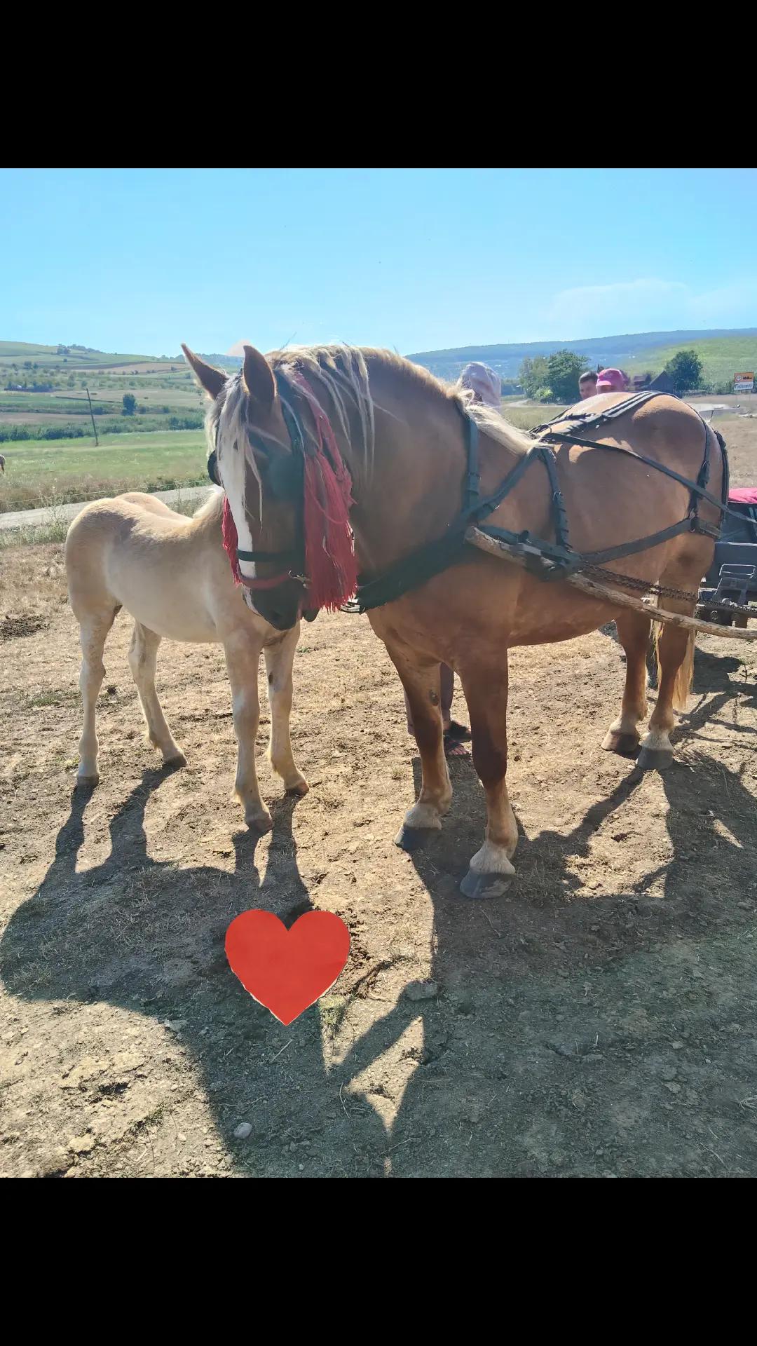 @Bocoș Florina