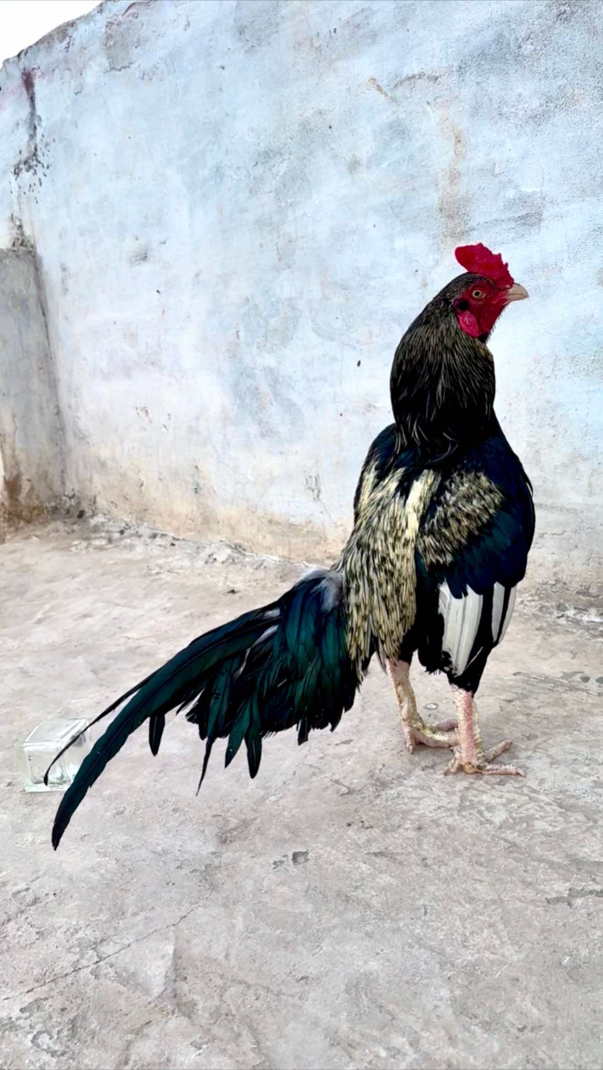 @Poultry Markaz