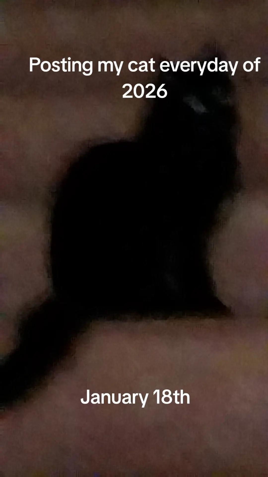 @Weakest Cat Enjoyer