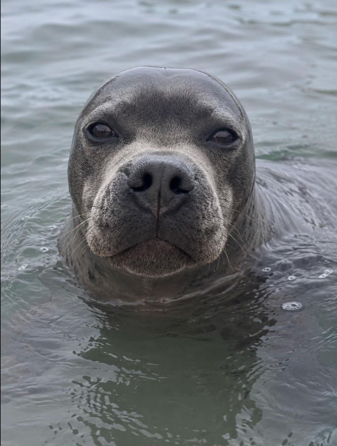 @Zeus the Blue Staffy⚡️