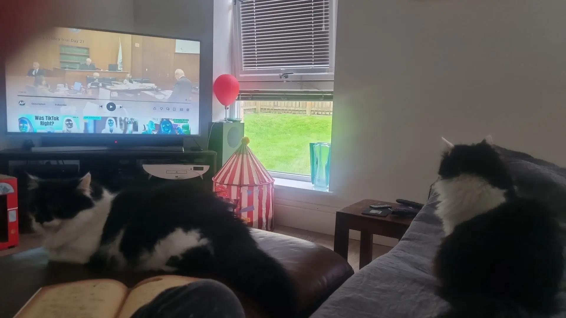 @2catlife