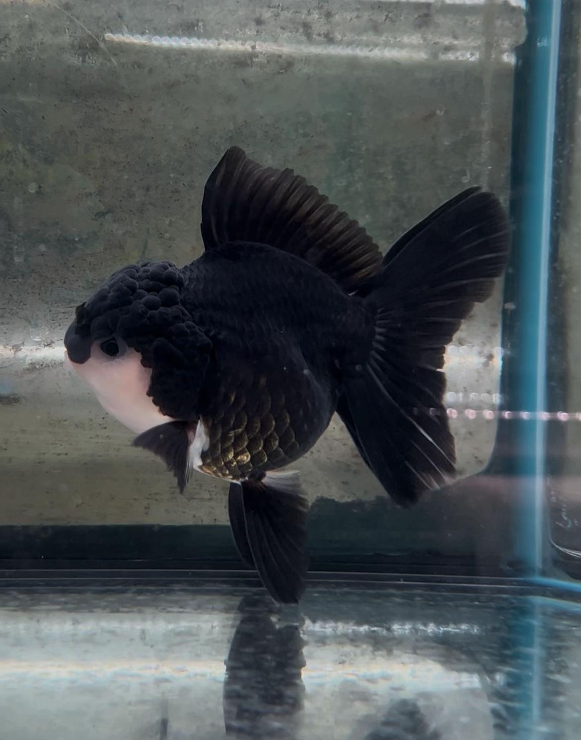 @Fish Ok