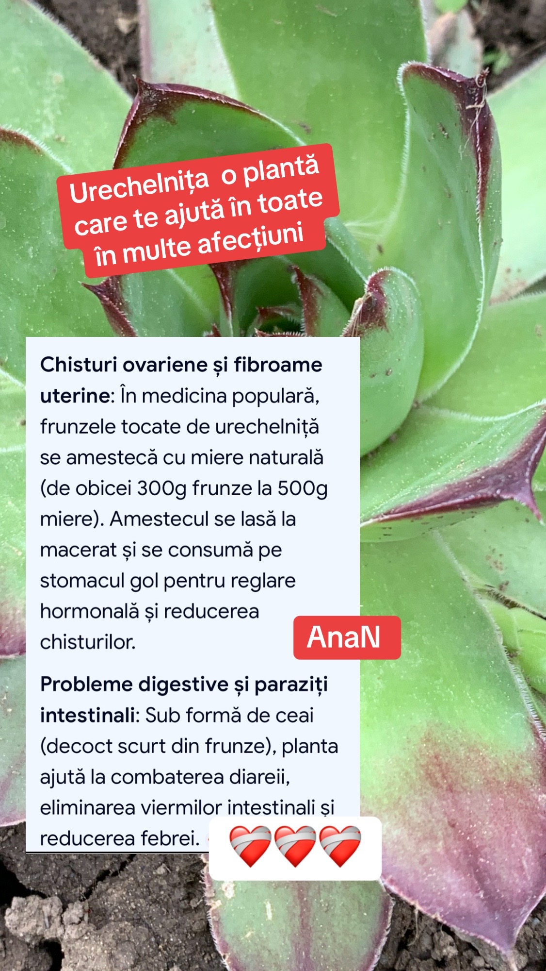 @Ana-N.