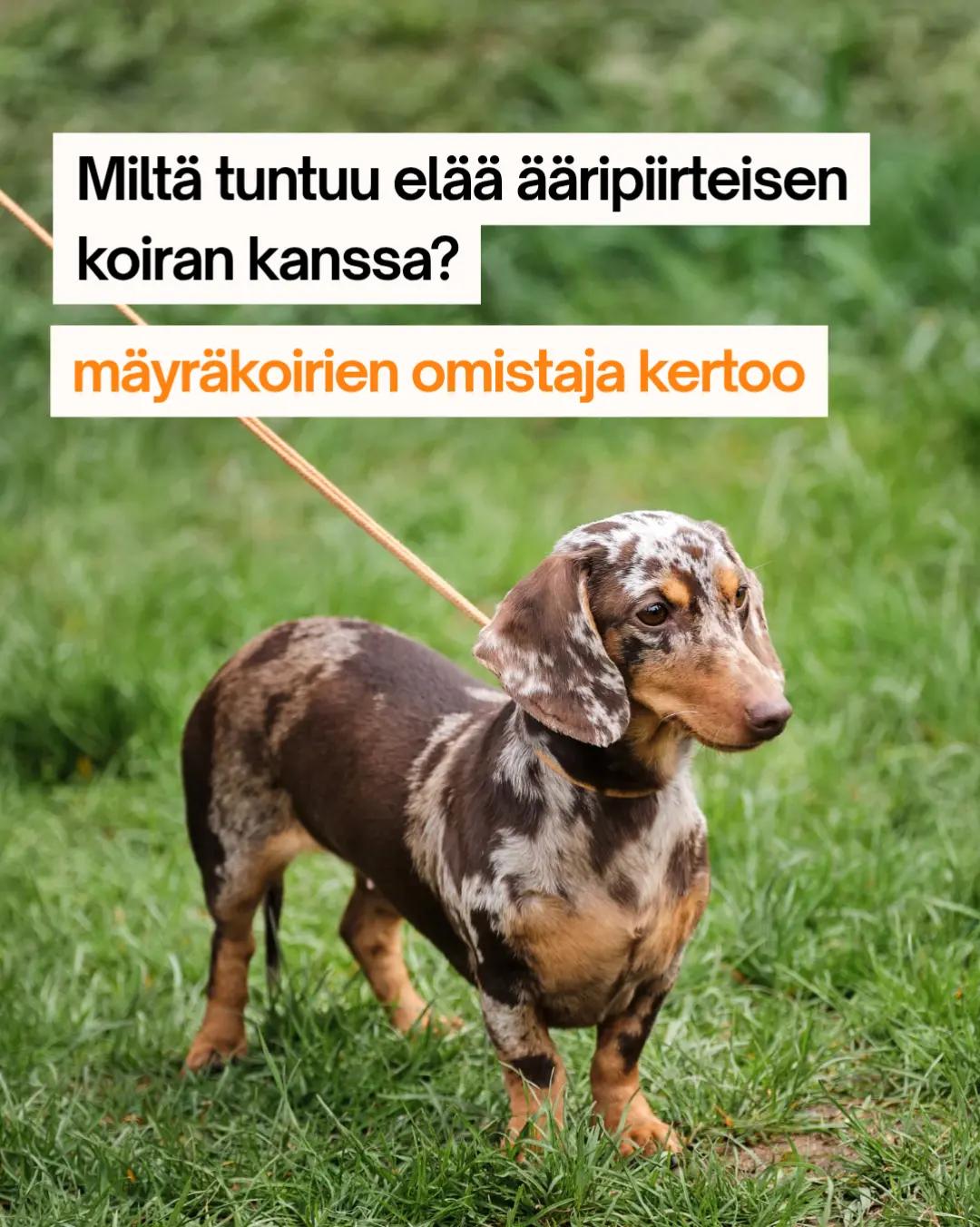@Kaisa | koirien puolella đ¶