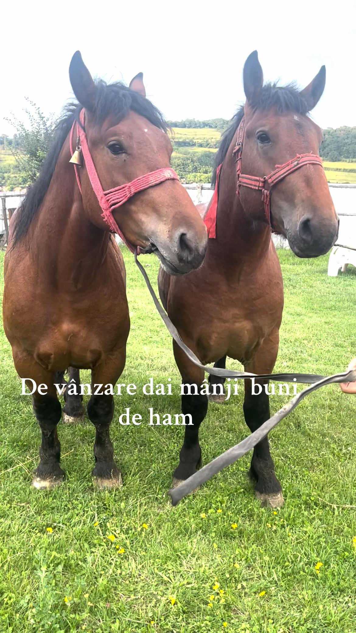 @Călin💎
