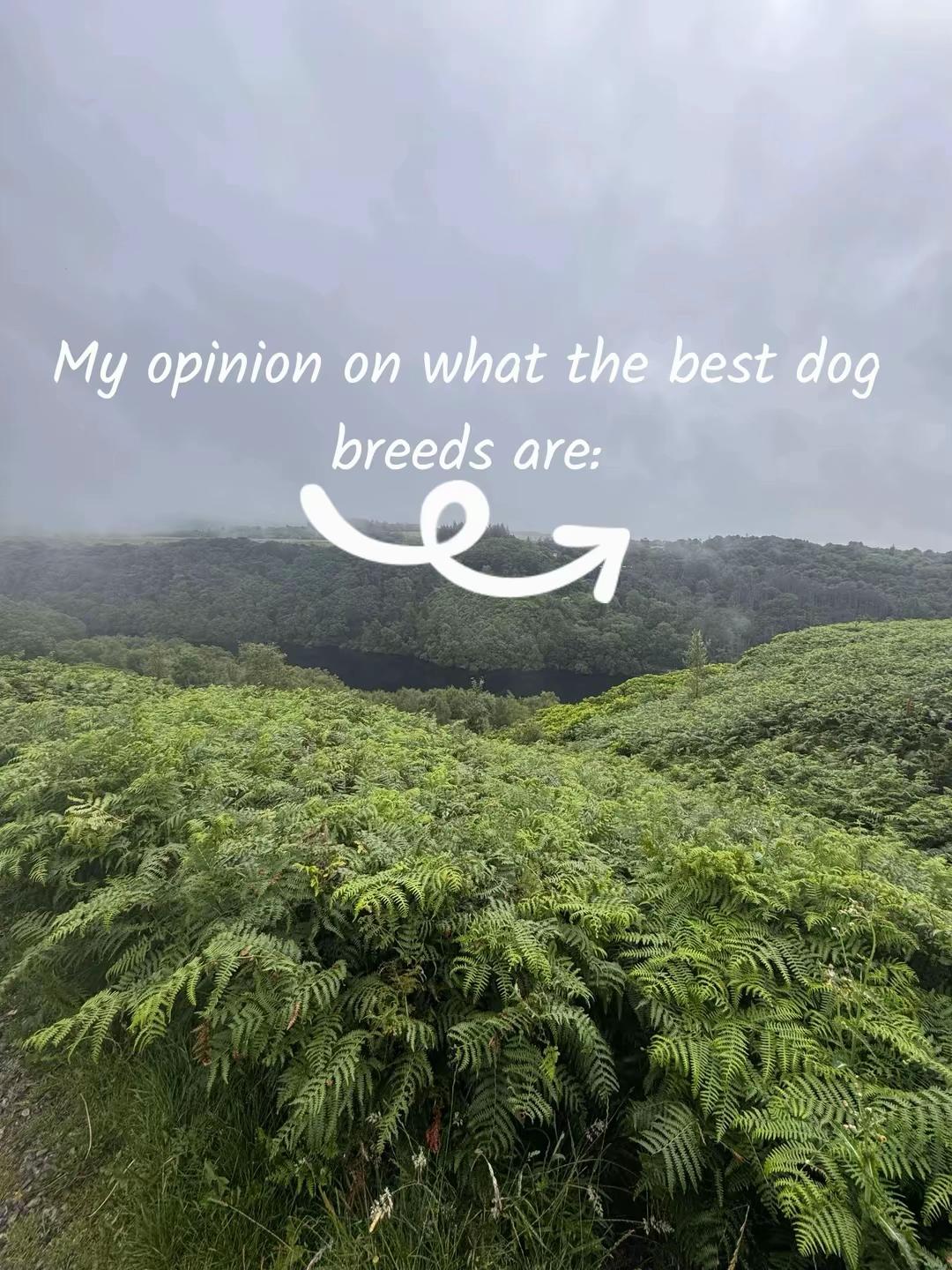 @Homeless hounds