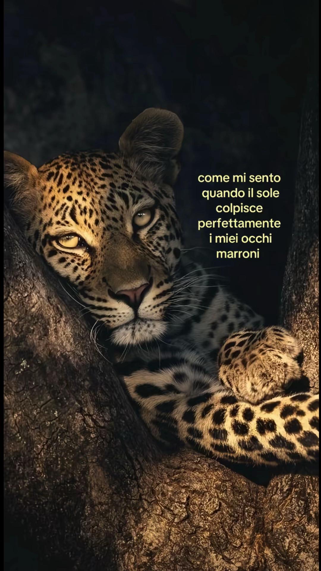 @𝒜𝒰𝑅𝒪𝑅𝒜🌟