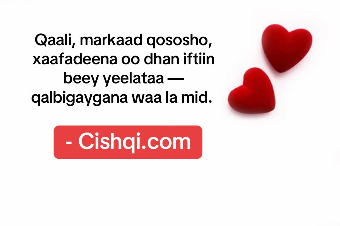 @CISHQI