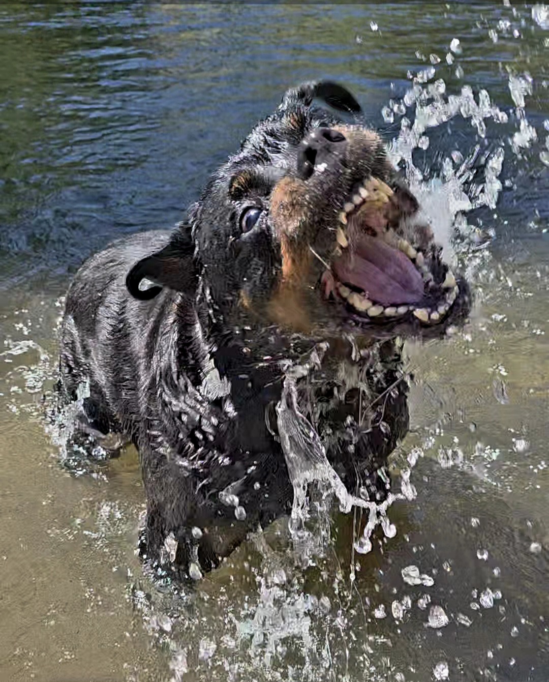 @❤️KyRa❤️RoTTie