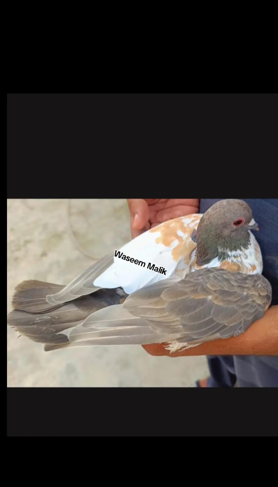 @waseem Malik