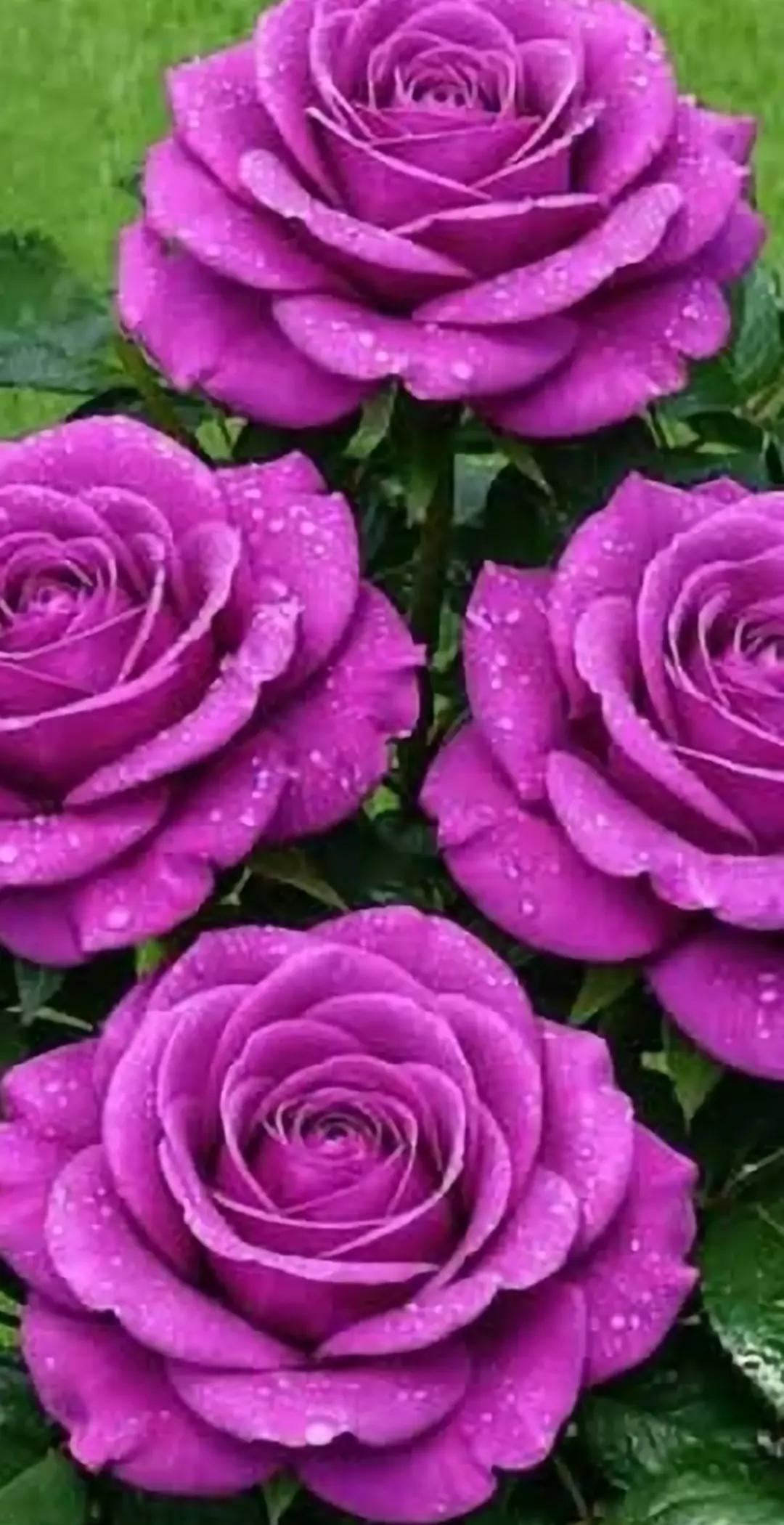 @NebihaAlparslan1975