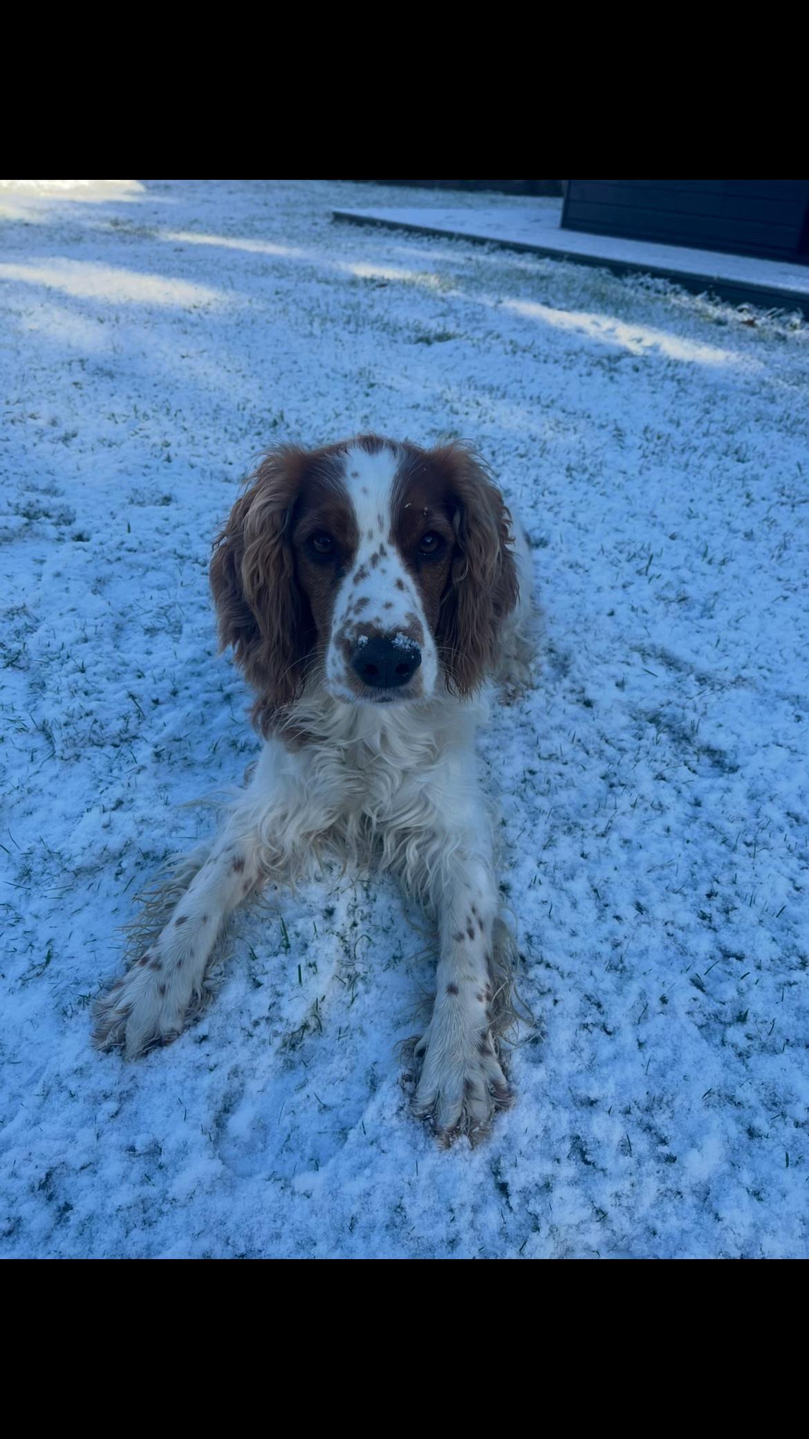@nellie.the.welshie 🐾