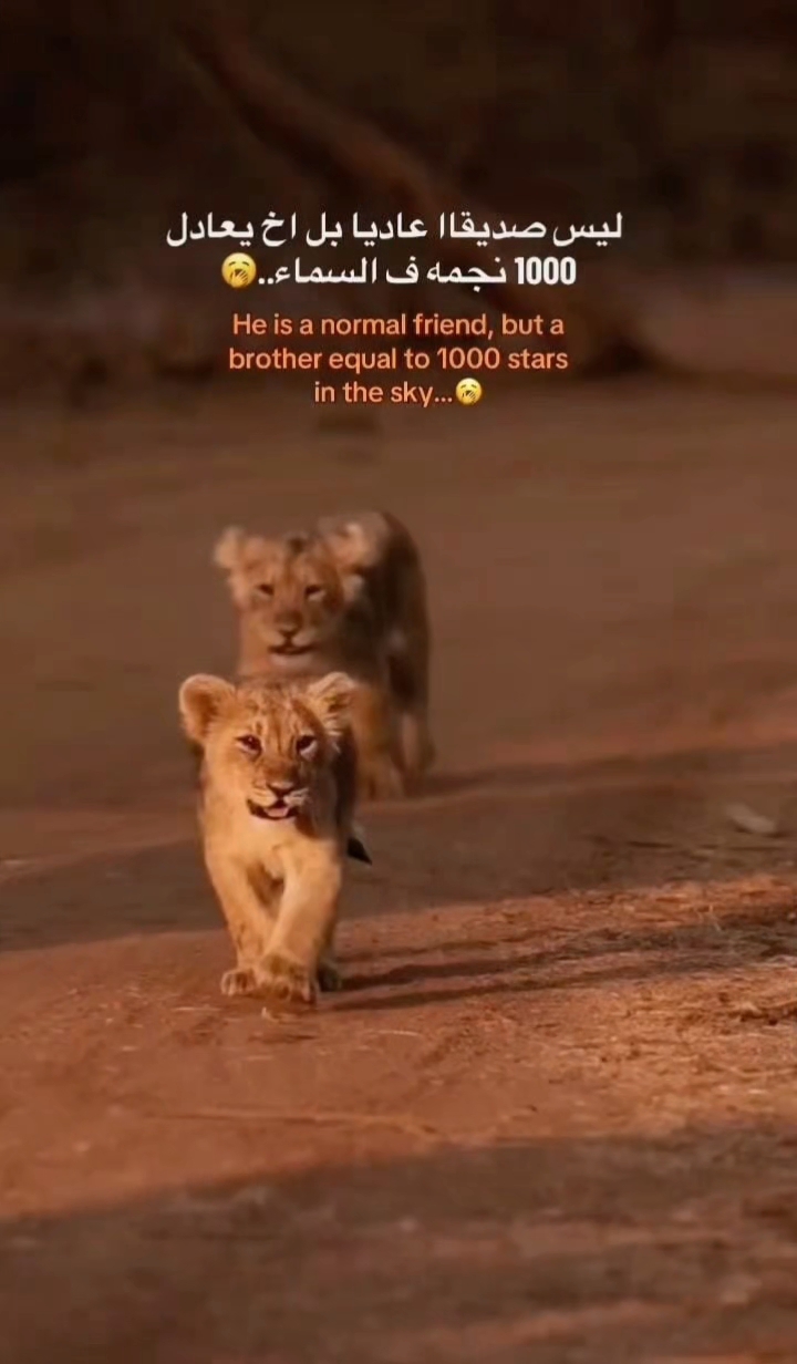 @𝓶𝓸𝓱𝓪𝓶𝓮𝓭 || مـحـ🤴🏻ـمـد
