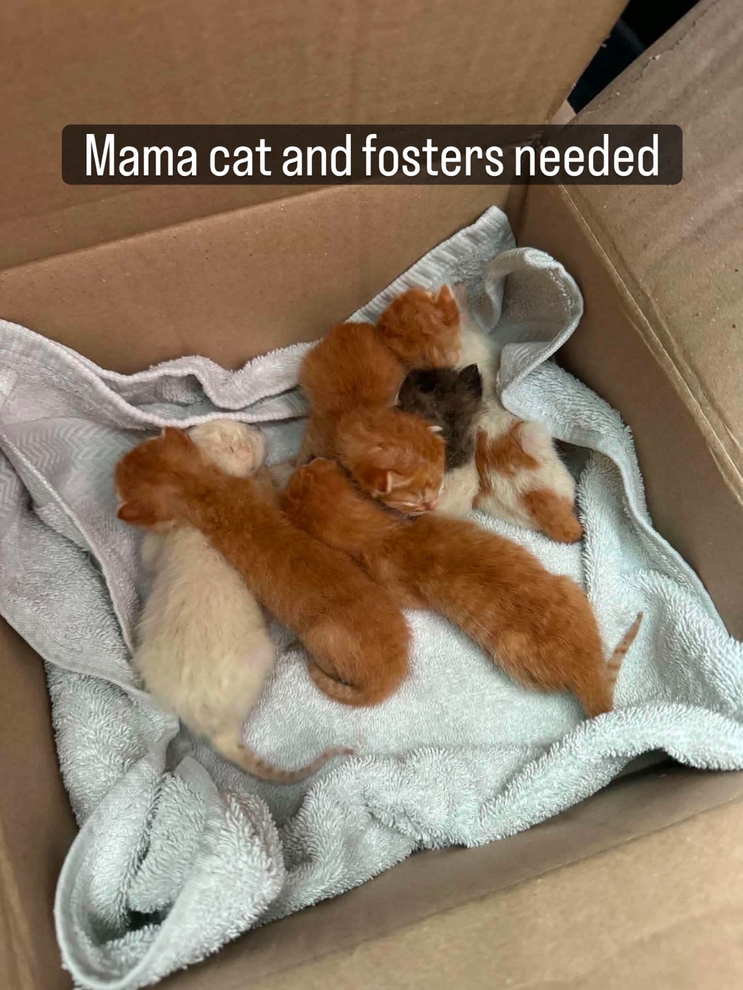 @Cats of BGC
