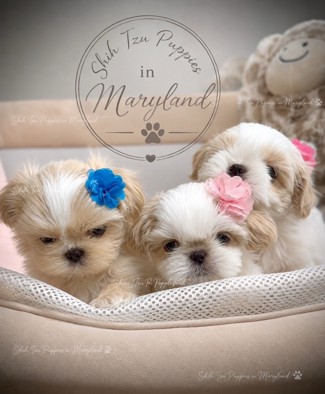 @Shih Tzu Puppies in Maryland