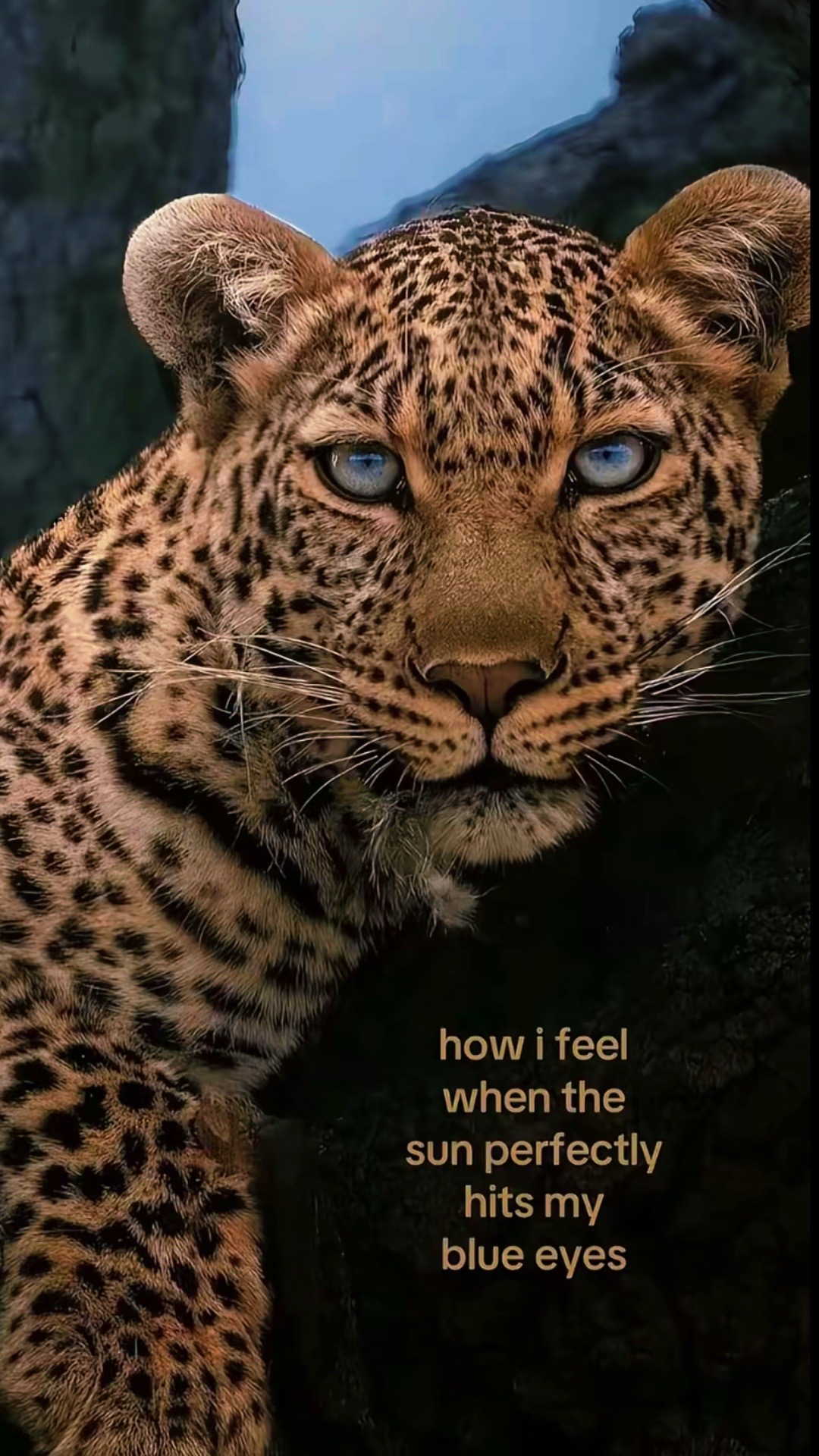 @little liv