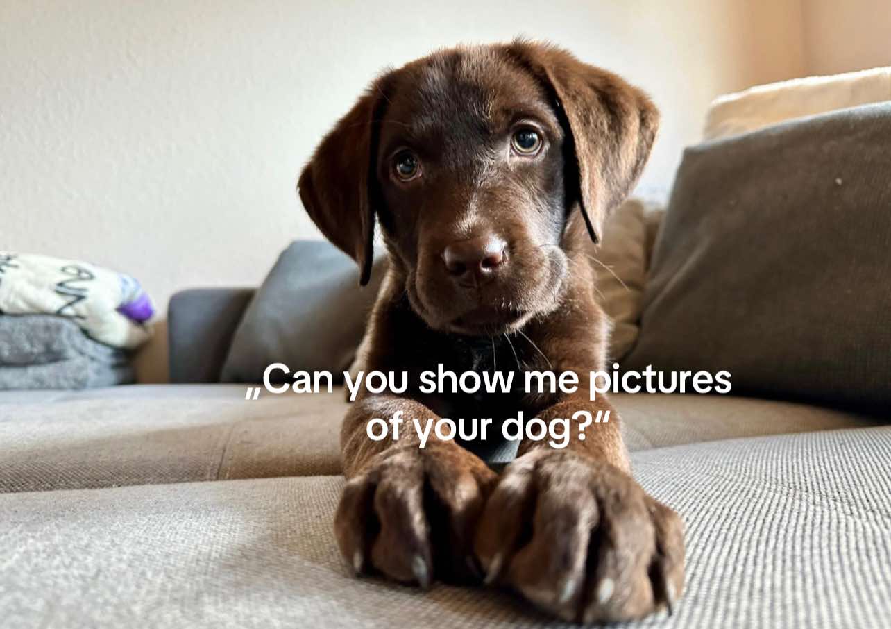 @Nala_thechocolab
