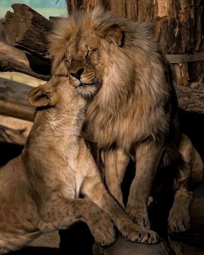 @𓍼𝓒𝓱𝓾𝓽𝔂"💗ྀི💋
