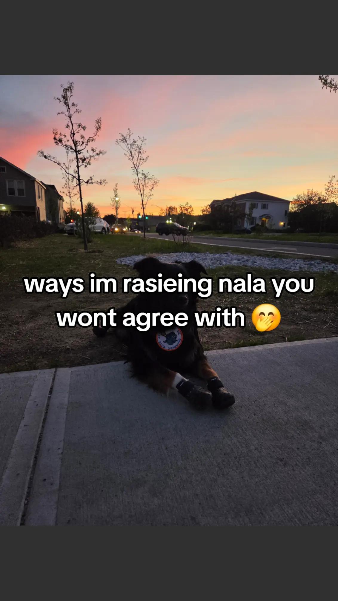 @Nala the Service aussie
