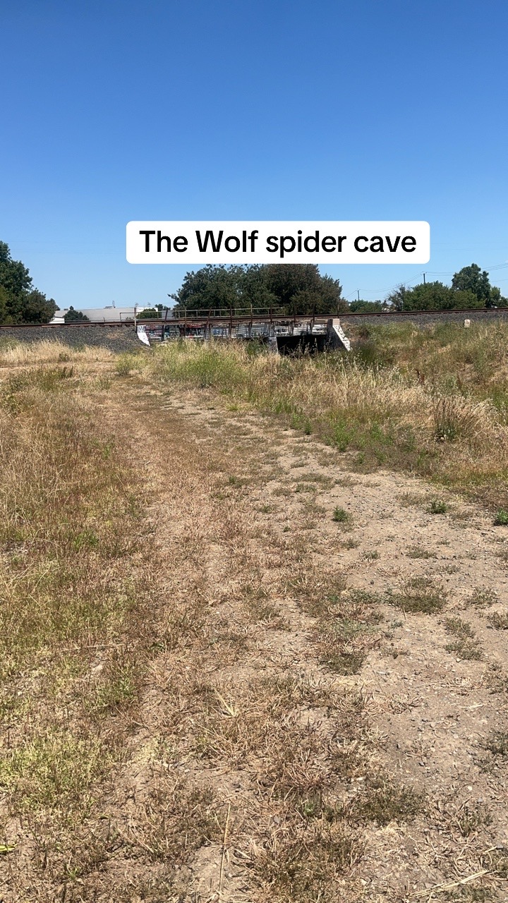 @Wolf-Spider
