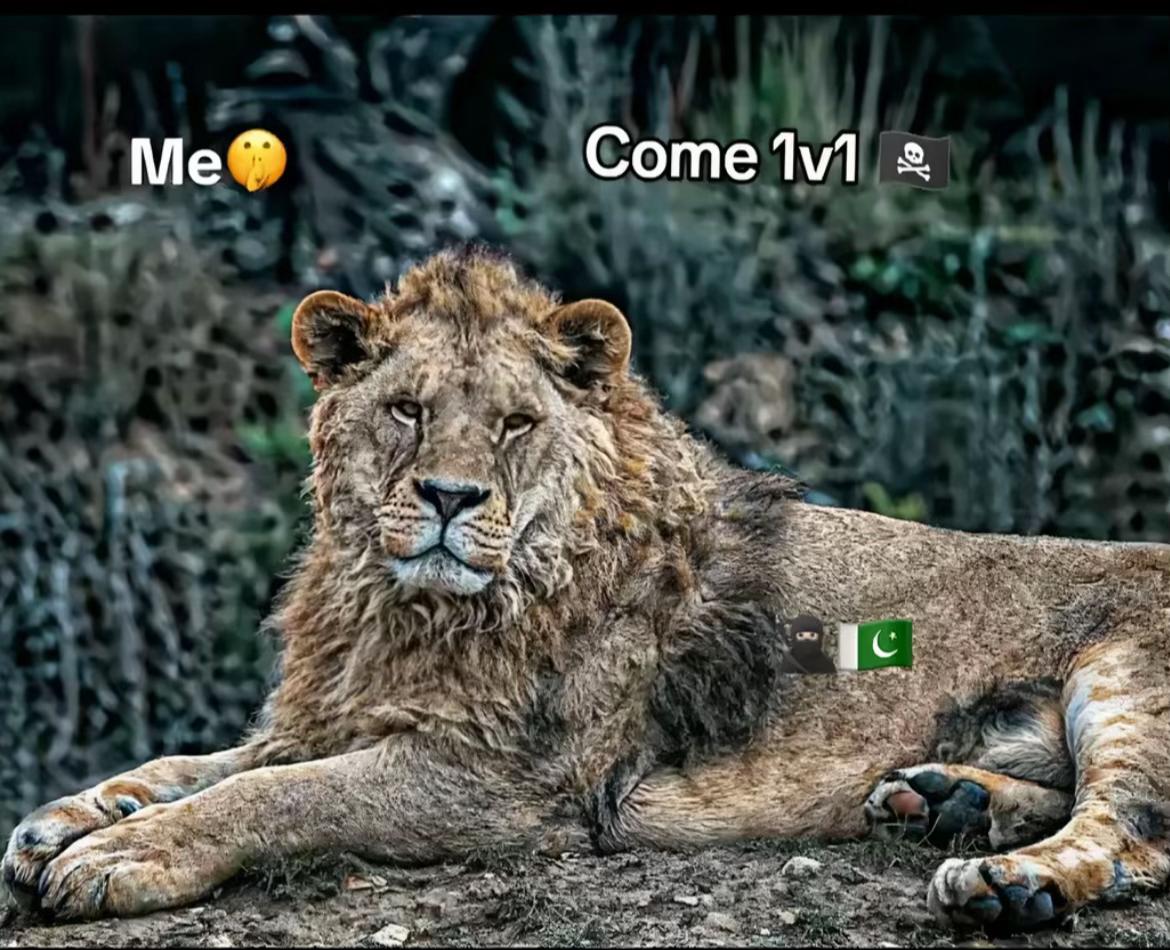 @Qᴀsɪᴍ Gᴀᴍɪɴԍ