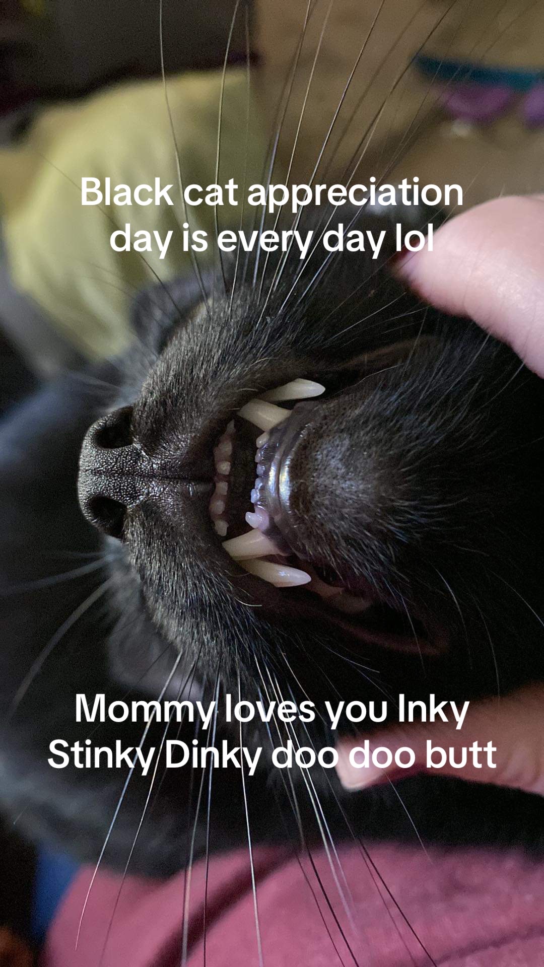 @steenercatmom