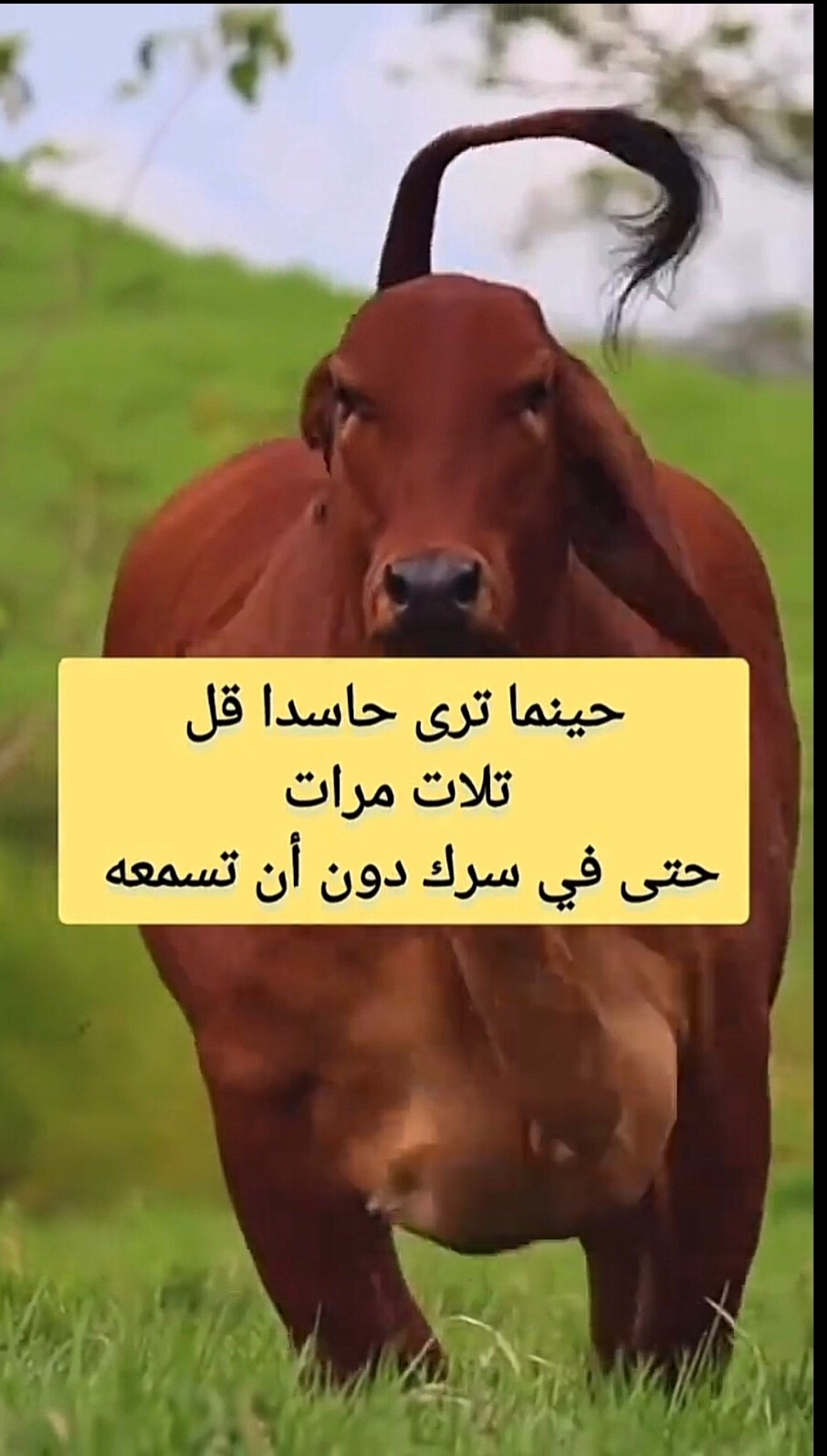 @Bassma Elkholy