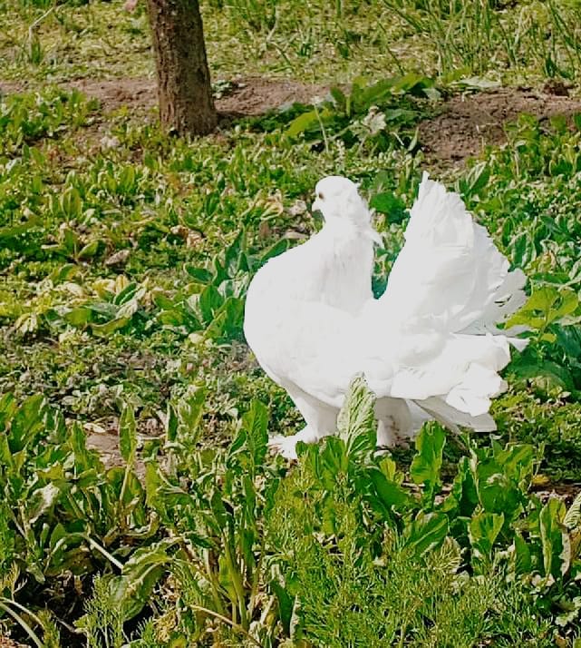 @Göyərçin51