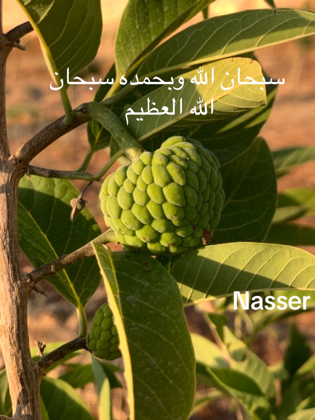 @Nasser