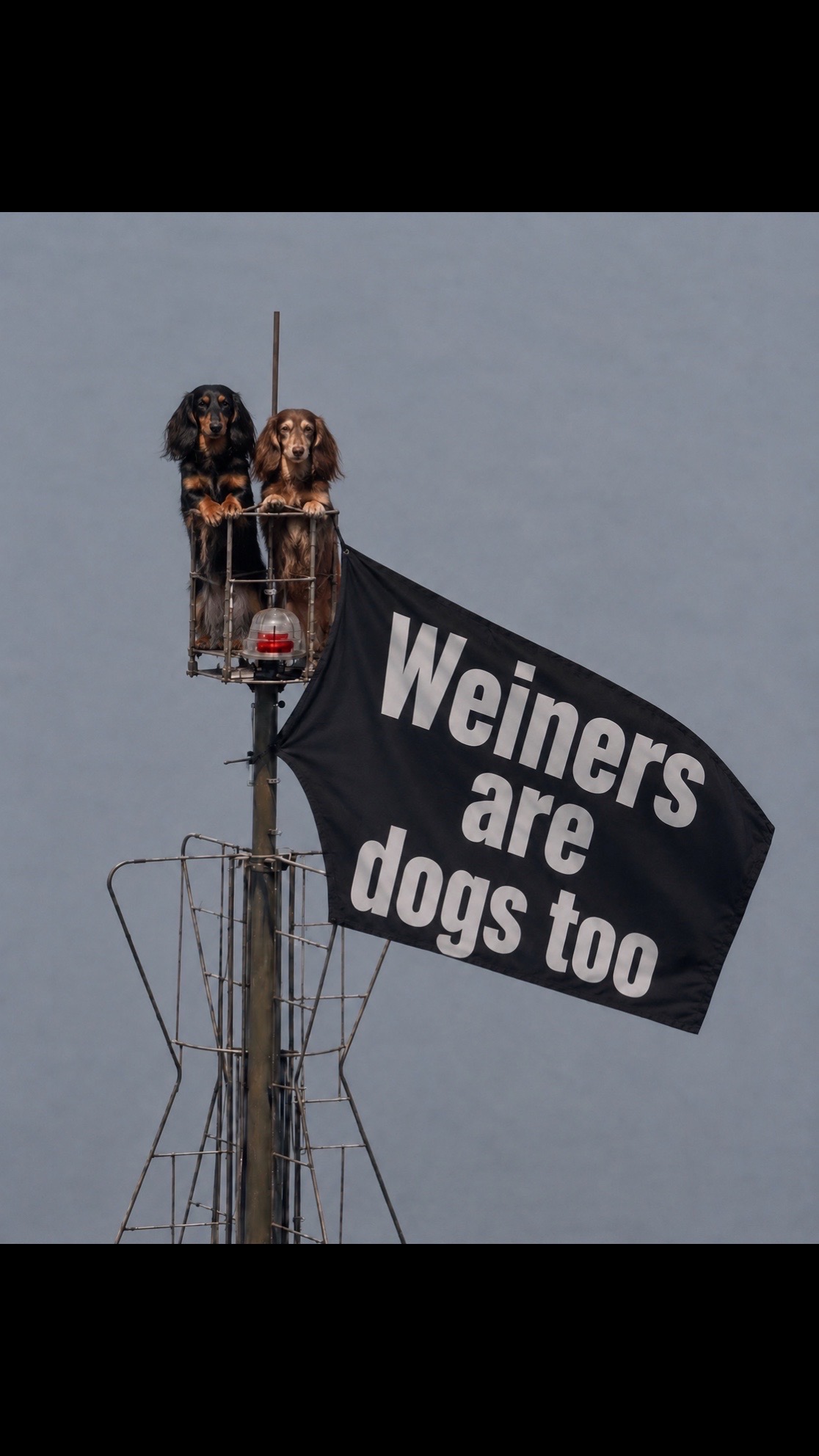 @Charisma Dachshunds