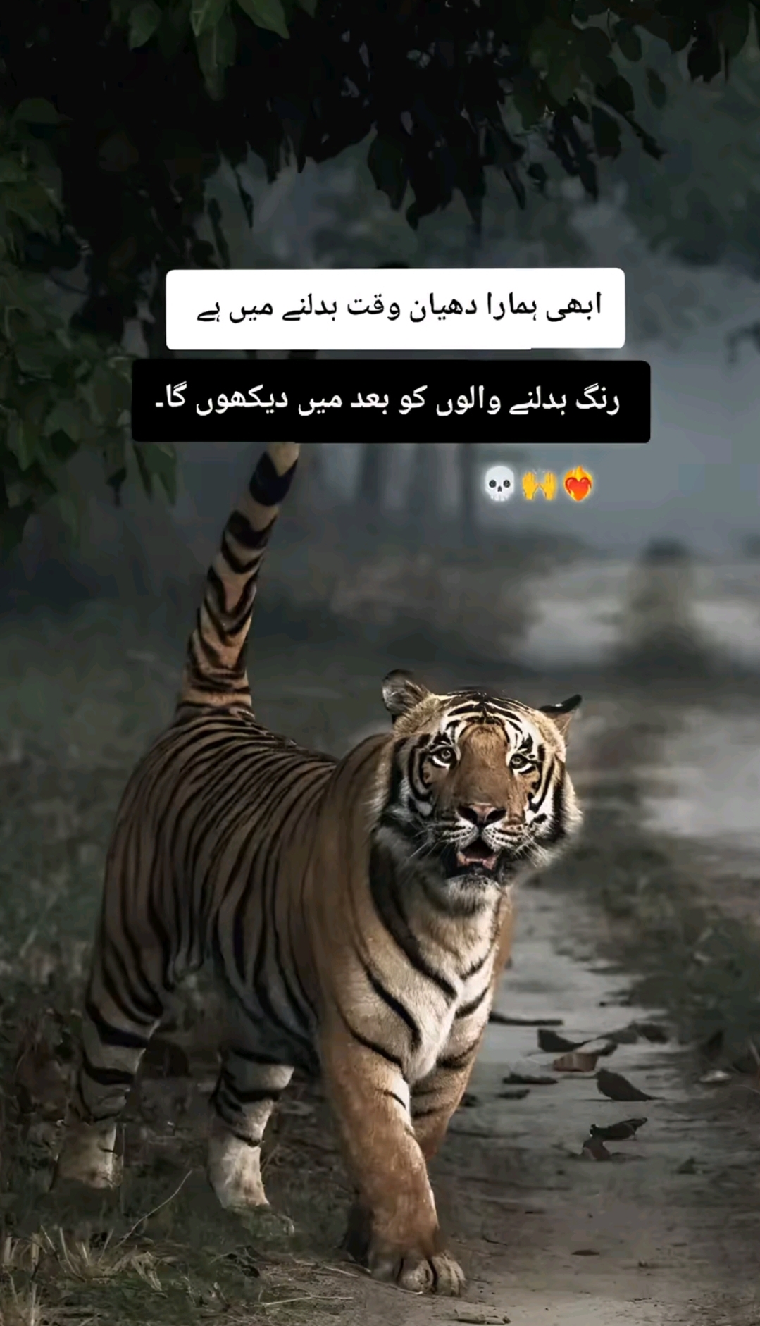 @Its Asim 👑💫🇦🇪