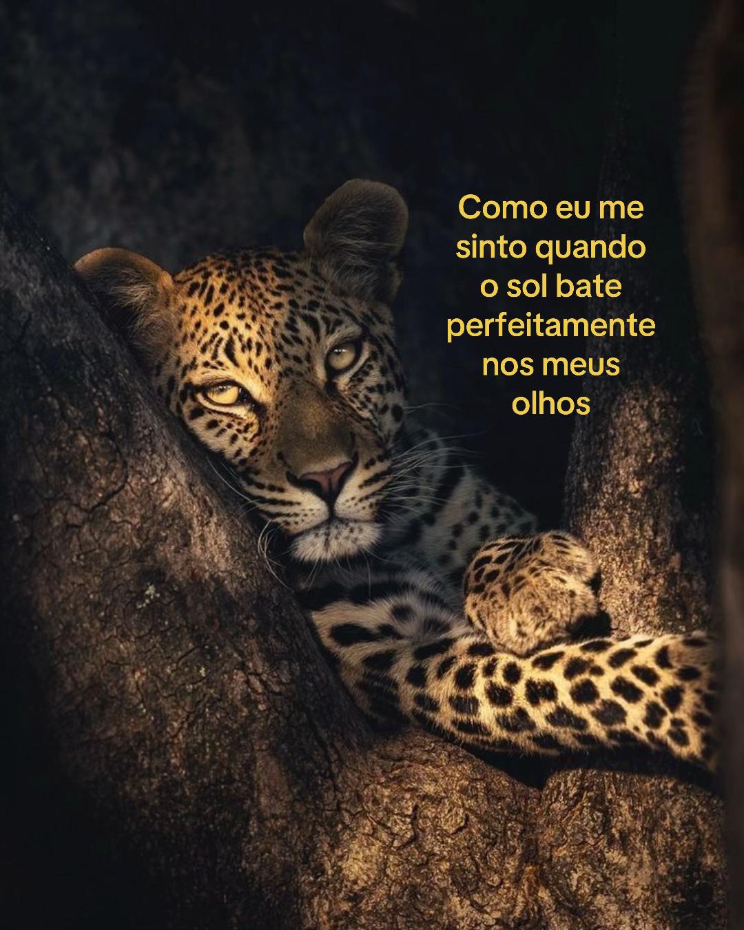 @eugui