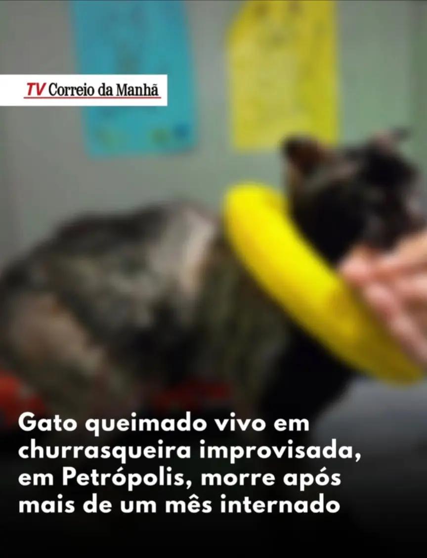 @Resist&ecirc;ncia Felina 🇧🇷
