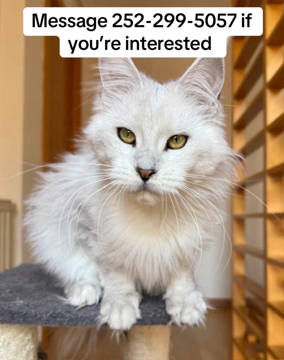 @blackkitties
