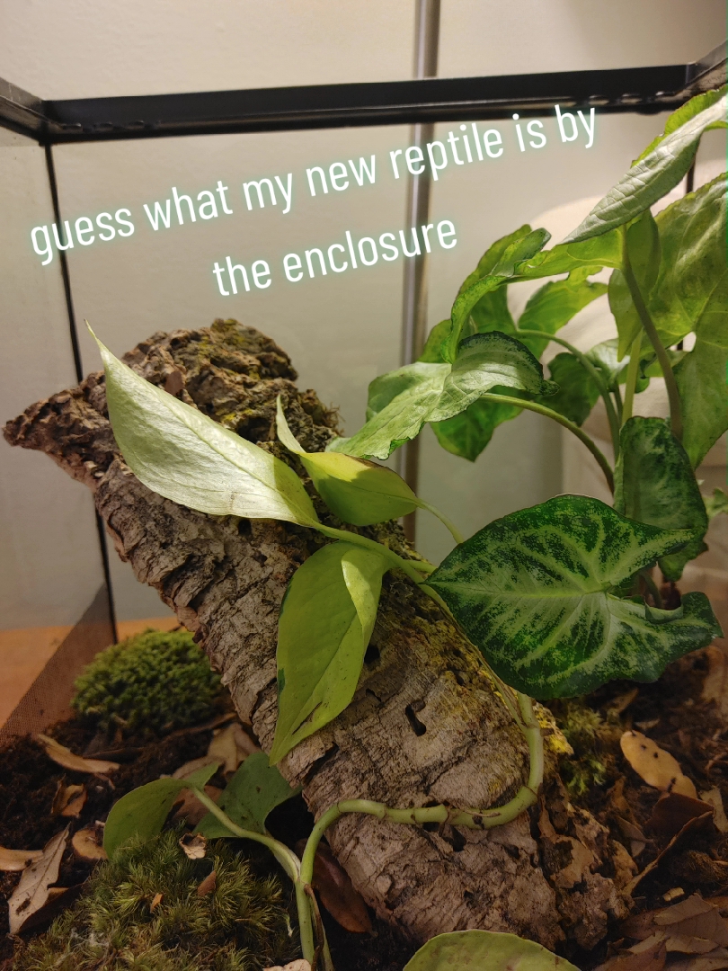 @WIreptiles