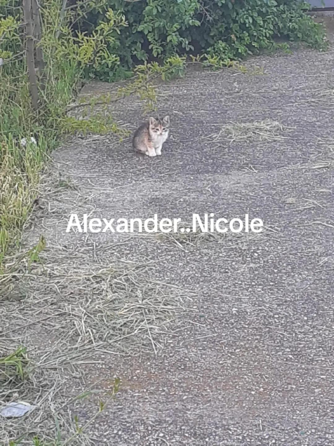 @Alexander..Nicole