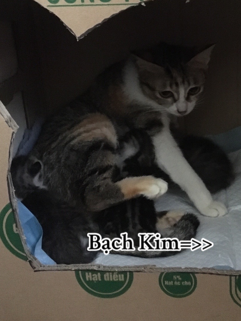 @t là pate🐈