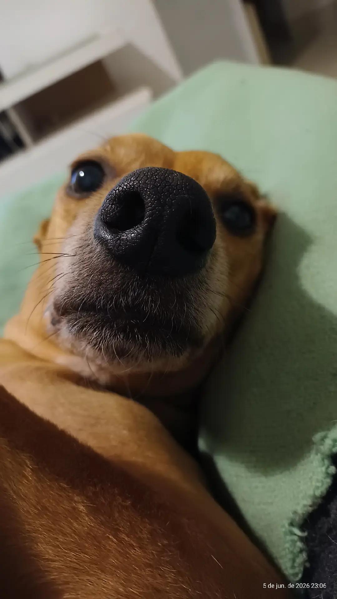@Cosmos🐕 Maui🐶 Aurora🦊