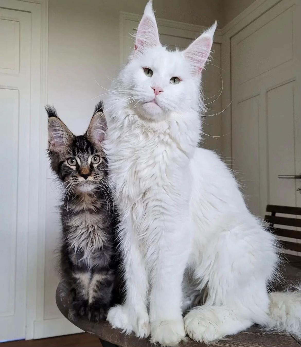 @Majestic Maine Coons 🐾
