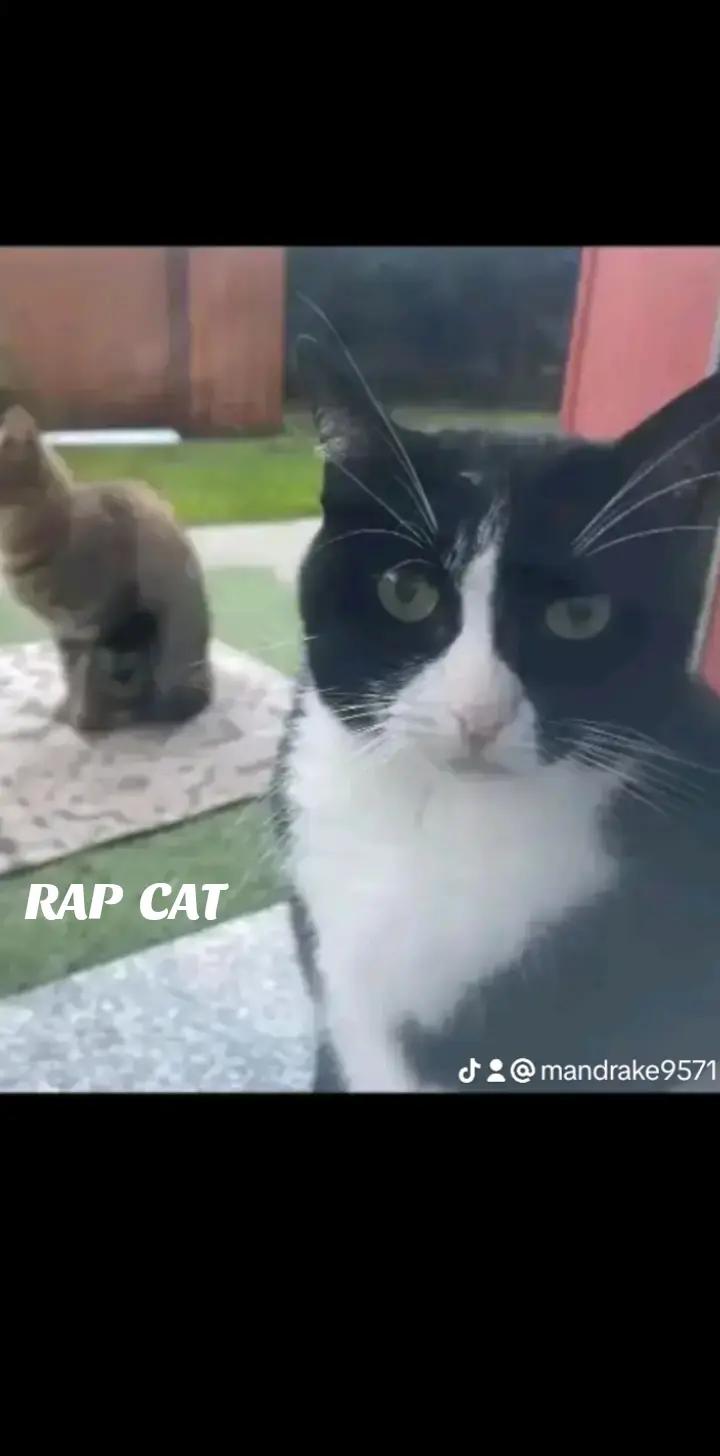 @RAP CAT