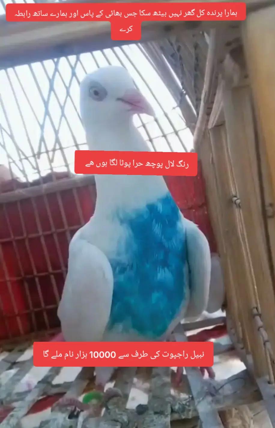 @Nabeel Rajpoot